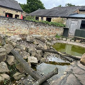 Asian Small-clawed Otter Enclosure at Woodside Wildlife Park (May 2024)