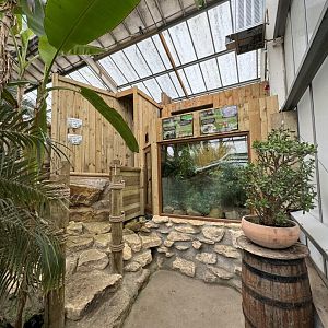 Madagascan Day Gecko / Panther Chameleon Enclosure at Woodside Wildlife Park (May 2024)