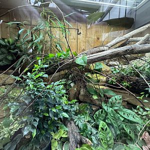 Madagascan Day Gecko / Panther Chameleon Enclosure at Woodside Wildlife Park (May 2024)