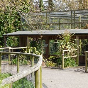Fishing cat exhibit 240424