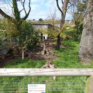 Azara's agouti exhibit 240424