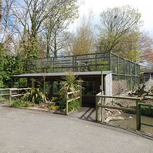 Fishing cat exhibit 240424