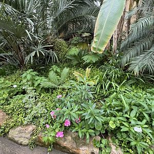 Tropical House Plants at Woodside Wildlife Park (May 2024)