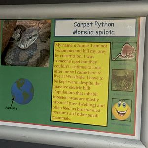 Signage Example (Carpet Python) at Woodside Wildlife Park (May 2024)