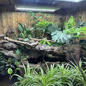 Australian Water Dragon Enclosure at Woodside Wildlife Park (May 2024)