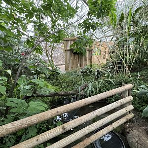 Tropical House Pond at Woodside Wildlife Park (May 2024)