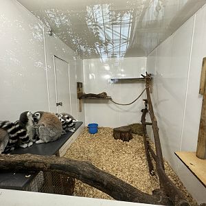Ring-tailed Lemur Indoor Enclosure at Woodside Wildlife Park (May 2024)