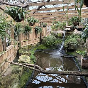 Pond in the Tropical House at Woodside Wildlife Park (May 2024)