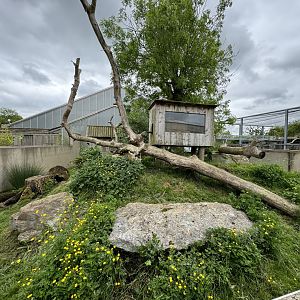 Red Panda Enclosure at Woodside Wildlife Park (May 2024)