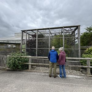 Pied Tamarin Enclosure at Woodside Wildlife Park (May 2024)