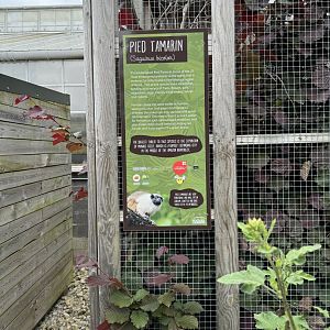 Pied Tamarin Signage at Woodside Wildlife Park (May 2024)