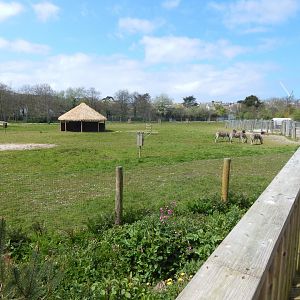 African Savannah exhibit 240424