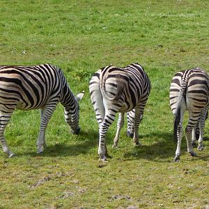 African Savannah Exhibit - Chapman's zebras 240424