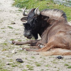 African Savannah Exhibit - Black wildebeest 240424