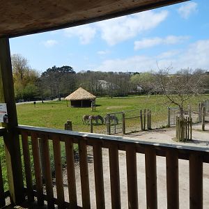 African Savannah Exhibit 240424