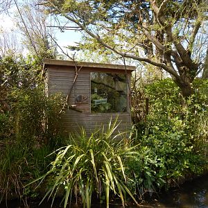 Cotton-top tamarin exhibit 240424