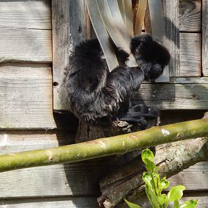Goeldi's monkey 240424