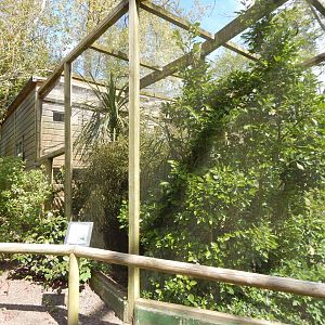 Songbird Aviary 240424