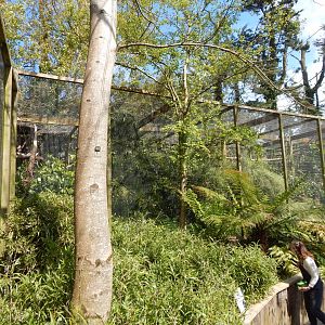 Papuan hornbill aviary 240424
