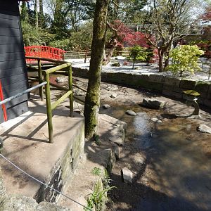 Asian small-clawed otter exhibit 240424