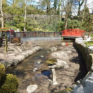 Asian small-clawed otter exhibit 240424