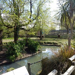 South American tapir and Capybara exhibit 240424