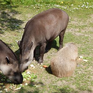 South American tapirs and Capybara 240424