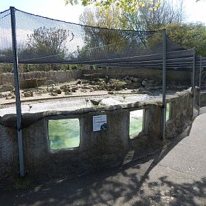 Humboldt penguin exhibit 240424