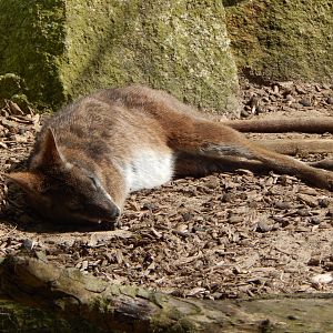 Parma wallaby 240424