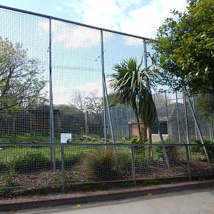 Black crowned-crane exhibit 240424