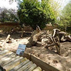 Meerkat exhibit 240424