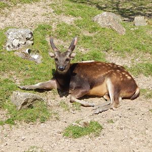 Visayan spotted deer 240424