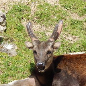 Visayan spotted deer 240424