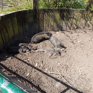 Negros/Visayan warty pig family 240424