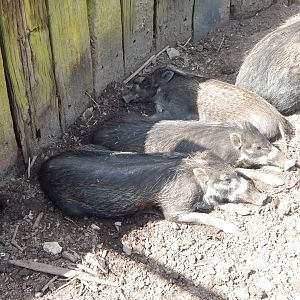 Juvenile Negros/Visayan warty pigs 240424
