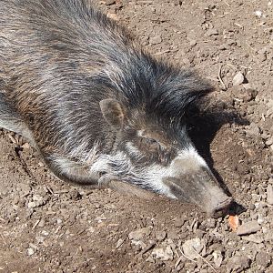 Negros/Visayan warty pig 240424