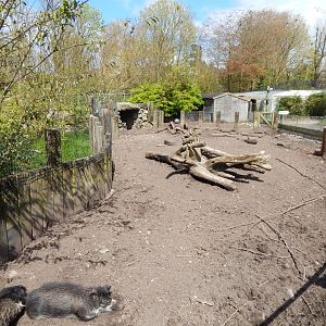Negros/Visayan warty pig exhibit 240424