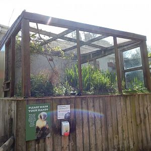 Bearded tit aviary 240424