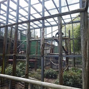 White-faced capuchin exhibit 240424