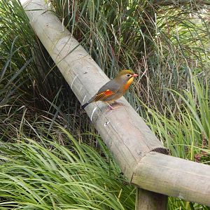 Gems of the Jungle - Red-billed leiothrix 240424