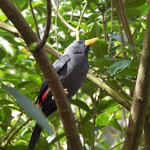 Gems of the Jungle - Grosbeak starling 240424