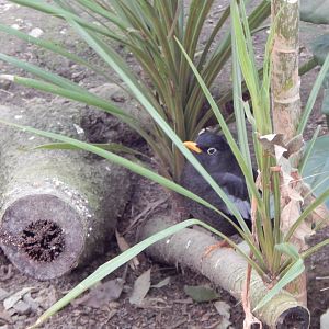 Gems of the Jungle - Grey-winged blackbird 240424