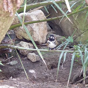 Gems of the Jungle - Chestnut-backed ground-thrush 240424