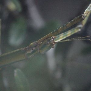 Goliath Stick Insect