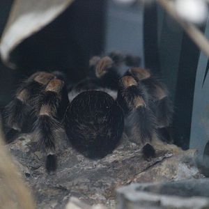 Mexican Red-kneed Tarantula