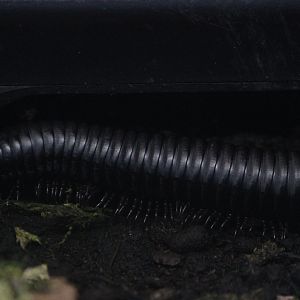 African Giant Millipede