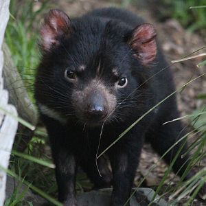 Tasmanian Devil