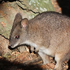 Parma Wallaby
