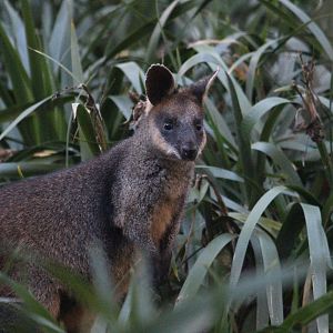 Swamp Wallaby