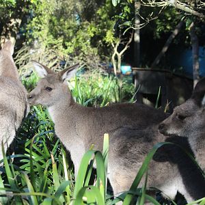 Eastern Grey Kangaroo